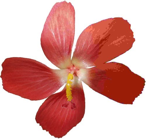 JPEG_example_flower.jpg